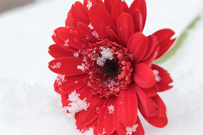 چطور گل ژربرا را برای زمستان آماده کنیم؟